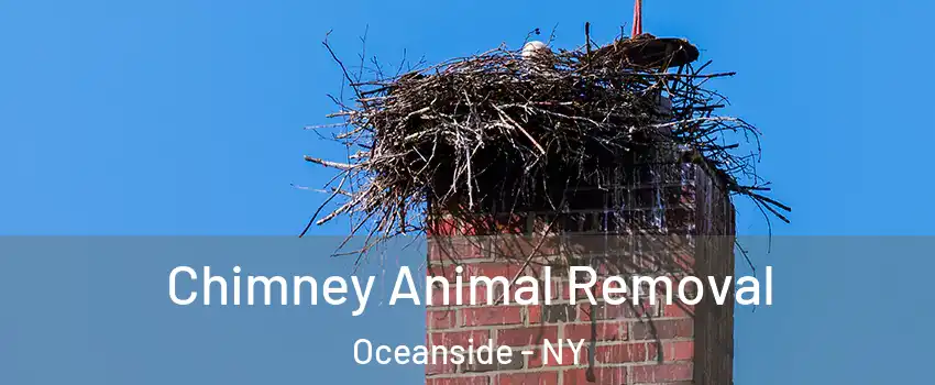 Chimney Animal Removal Oceanside - NY