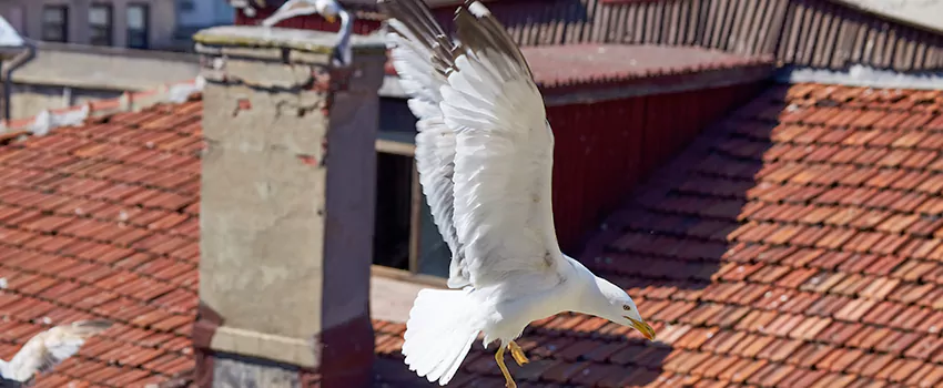 Residential Chimney Animal Removal Solution in Oceanside, NY