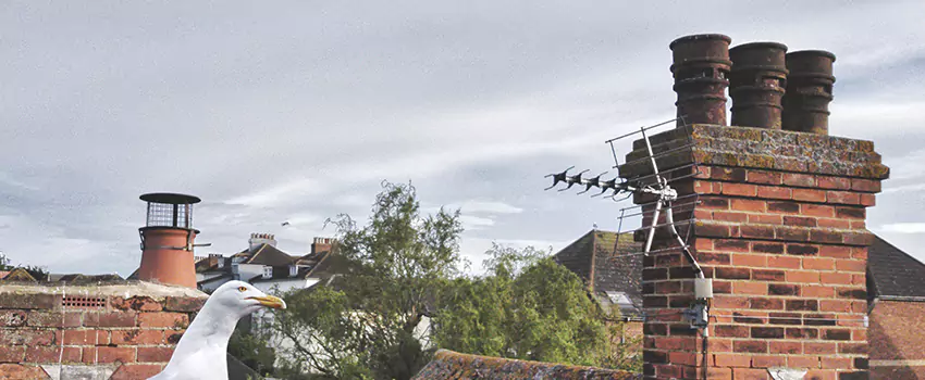 Chimney Cleaning And Restoration in Oceanside, New York